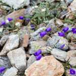 Adventure, Europe, France, Haute Route, Hiking, Sports, Switzerland, event