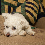 Animals, Bichon Frise, Dog, Pet, Wildlife, Yuki, yukes