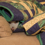 @Places, Animals, Bichon Frise, Christmas, Dog, Holidays, Home, Pet, Wildlife, Xmas, Yuki, yukes