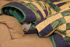 @Places, Animals, Bichon Frise, Christmas, Dog, Holidays, Home, Pet, Wildlife, Xmas, Yuki, yukes