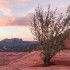 desert, red rock, sedona, vortex