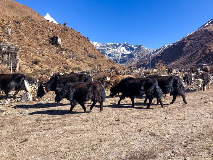 Yak Stampede